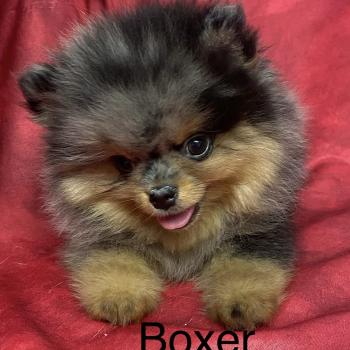 BOXER spitz DISPONIBLE Mâle Spitz allemand