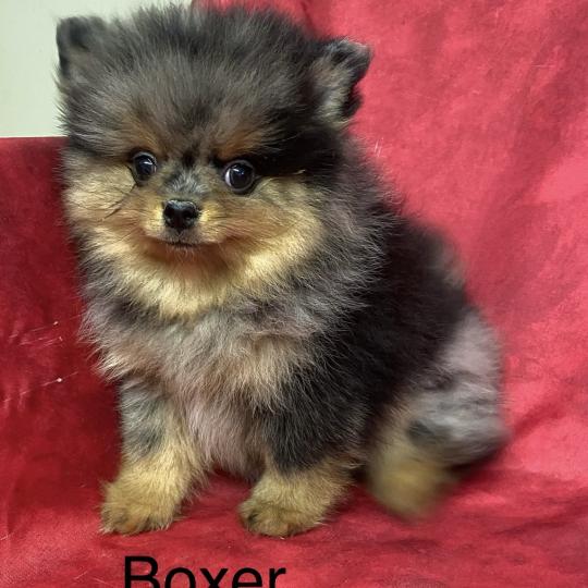 chiot Spitz allemand BOXER spitz à réserver Domaine de la Chantelaie  