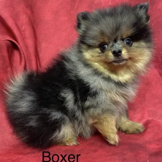 chiot Spitz allemand BOXER spitz à réserver Domaine de la Chantelaie  