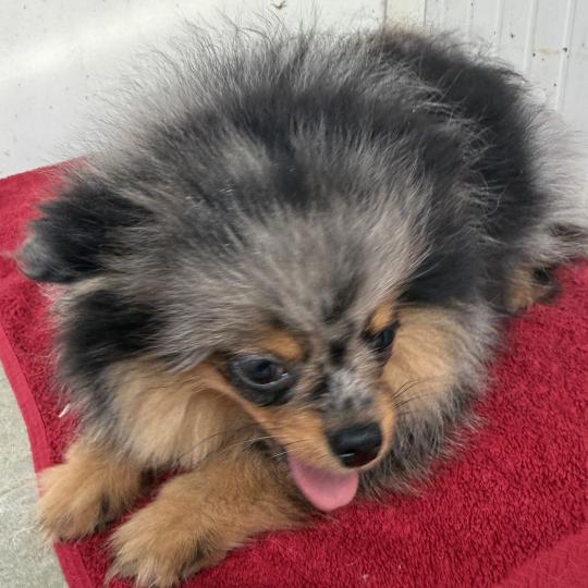chiot Spitz allemand BOXER spitz DISPONIBLE Domaine de la Chantelaie  