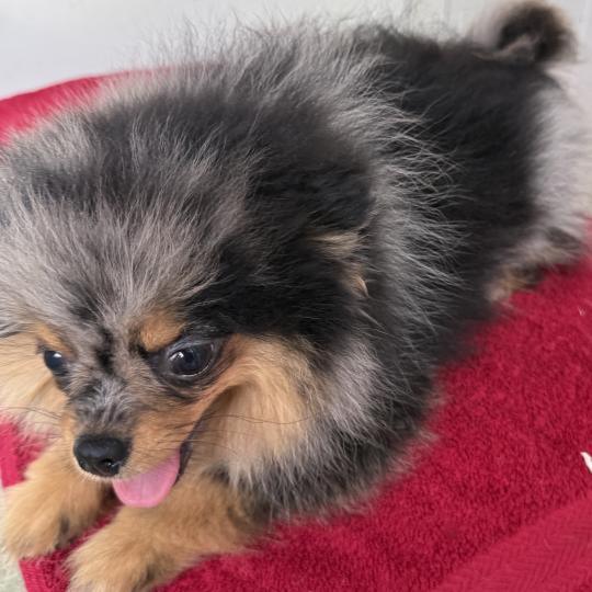chiot Spitz allemand BOXER spitz DISPONIBLE Domaine de la Chantelaie  