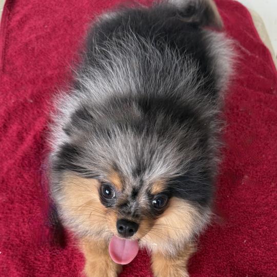 chiot Spitz allemand BOXER spitz DISPONIBLE Domaine de la Chantelaie  
