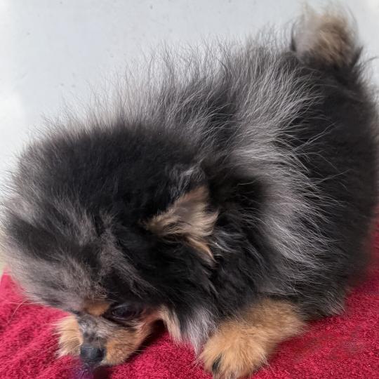 chiot Spitz allemand BOXER spitz DISPONIBLE Domaine de la Chantelaie  