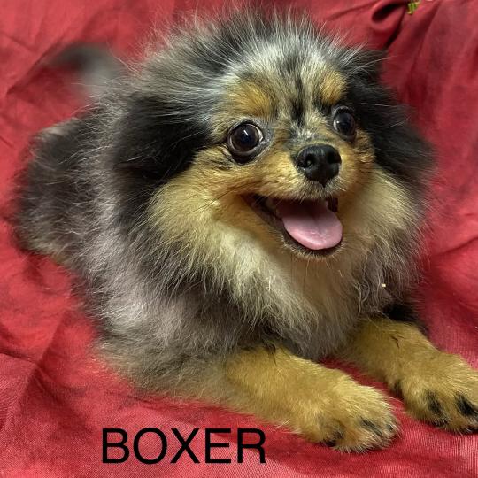 chiot Spitz allemand BOXER spitz DISPONIBLE Domaine de la Chantelaie  