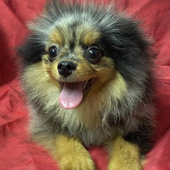 chiot Spitz allemand BOXER spitz DISPONIBLE Domaine de la Chantelaie  