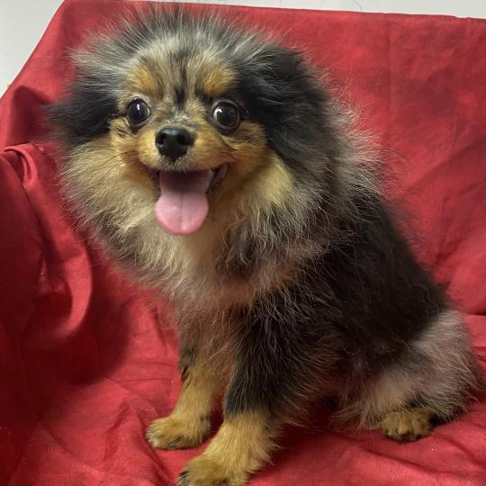chiot Spitz allemand BOXER spitz DISPONIBLE Domaine de la Chantelaie  