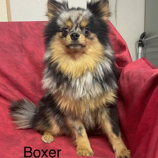 chiot Spitz allemand BOXER spitz DISPONIBLE Domaine de la Chantelaie  