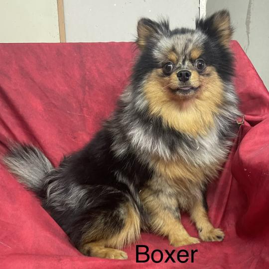 chiot Spitz allemand BOXER spitz DISPONIBLE Domaine de la Chantelaie  