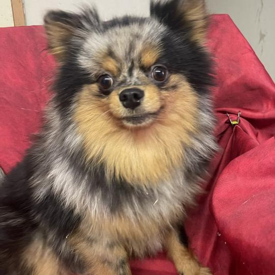 chiot Spitz allemand BOXER spitz DISPONIBLE Domaine de la Chantelaie  