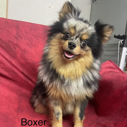 chiot Spitz allemand BOXER spitz DISPONIBLE Domaine de la Chantelaie  