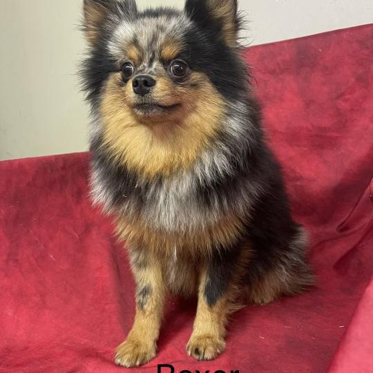 chiot Spitz allemand BOXER spitz DISPONIBLE Domaine de la Chantelaie  