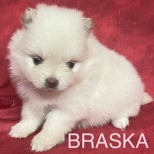 chiot Spitz allemand BRASKA spitz à réserver Domaine de la Chantelaie  