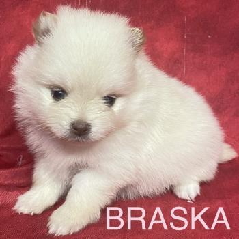 BRASKA spitz à réserver Femelle Spitz allemand