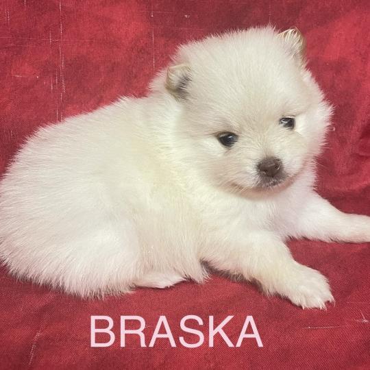 chiot Spitz allemand BRASKA spitz à réserver Domaine de la Chantelaie  