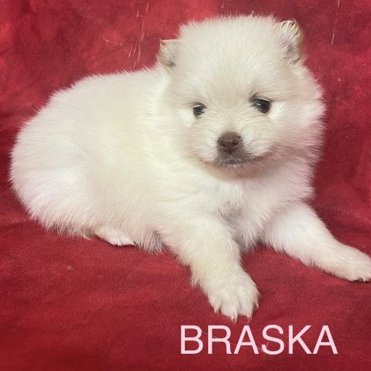 chiot Spitz allemand BRASKA spitz à réserver Domaine de la Chantelaie  