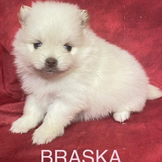 chiot Spitz allemand BRASKA spitz à réserver Domaine de la Chantelaie  