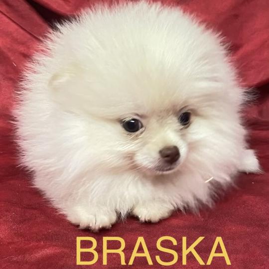 chiot Spitz allemand BRASKA spitz disponible Domaine de la Chantelaie  