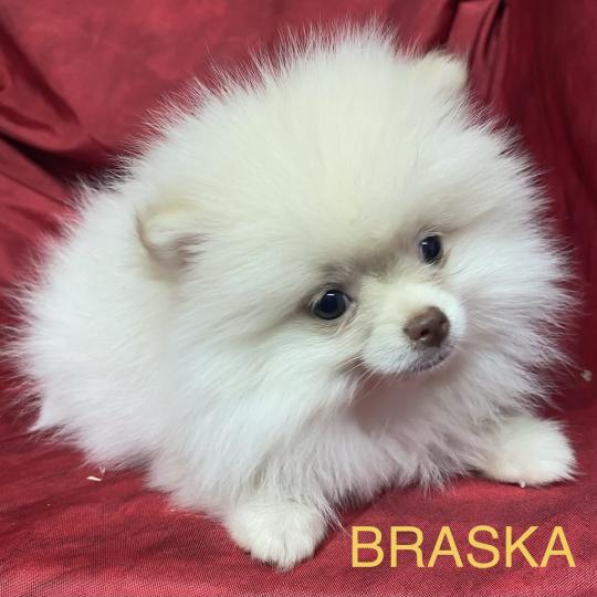 chiot Spitz allemand BRASKA spitz disponible Domaine de la Chantelaie  