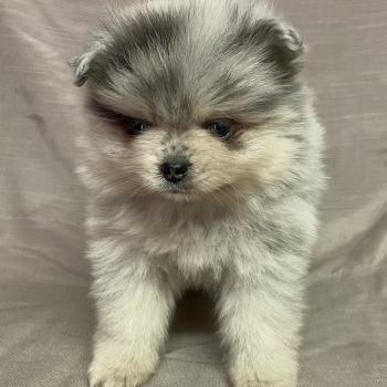 BRINDA spitz naine disponible Femelle Spitz allemand