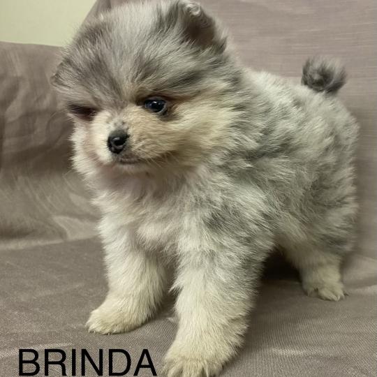 chiot Spitz allemand BRINDA spitz naine disponible Domaine de la Chantelaie  
