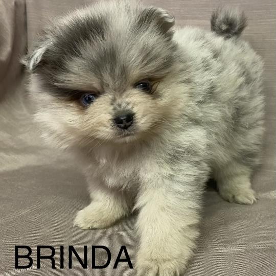 chiot Spitz allemand BRINDA spitz naine disponible Domaine de la Chantelaie  