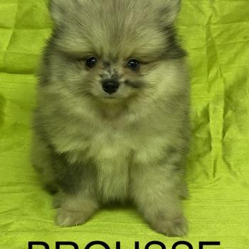 BROUSSE spitz DISPONIBLE Femelle Spitz allemand