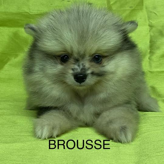 chiot Spitz allemand BROUSSE spitz DISPONIBLE Domaine de la Chantelaie  