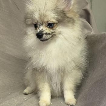 BROUSSE spitz DISPONIBLE Femelle Spitz allemand