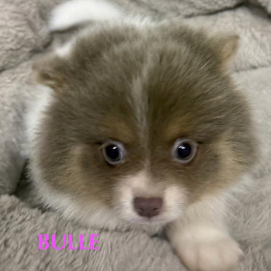 chiot Spitz allemand BULLE spitz  disponible Domaine de la Chantelaie  
