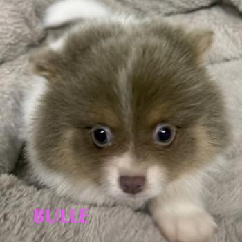 BULLE spitz  disponible Femelle Spitz allemand