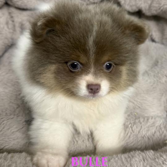 chiot Spitz allemand BULLE spitz  disponible Domaine de la Chantelaie  