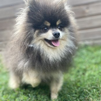 OCÉAN spitz allemand Mâle Spitz allemand