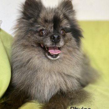 PHILAÉ spitz allemand Femelle Spitz allemand