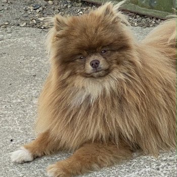 PHILOU spitz allemand Mâle Spitz allemand
