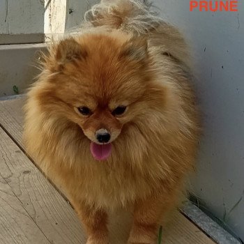 PRUNE spitz allemand Femelle Spitz allemand
