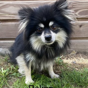 RELMA spitz allemand Femelle Spitz allemand
