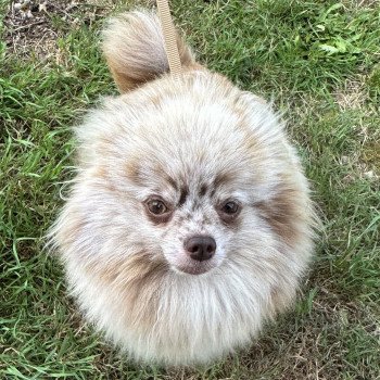 SAGA spitz allemand Femelle Spitz allemand