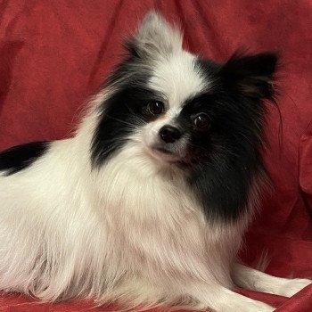 SAVINE spitz allemand Femelle Spitz allemand