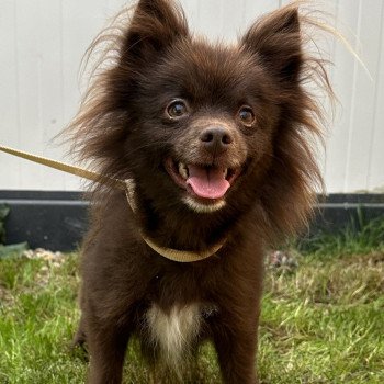 SOANE spitz allemand Femelle Spitz allemand