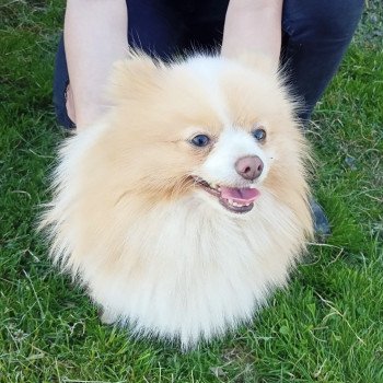 SOLAX spitz allemand Mâle Spitz allemand