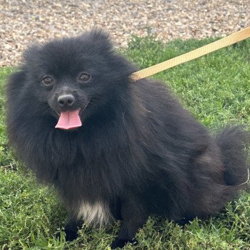 SOYA spitz allemand Femelle Spitz allemand