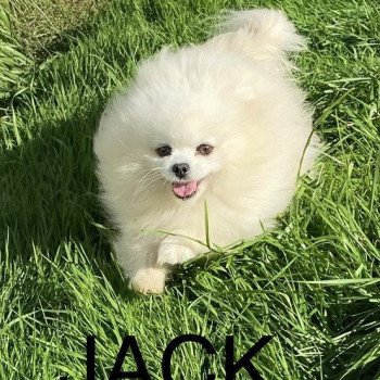 JACK Mâle Spitz allemand