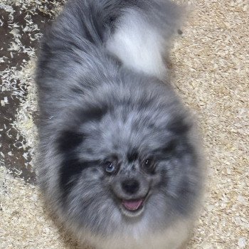 SYBELLE spitz allemand Femelle Spitz allemand