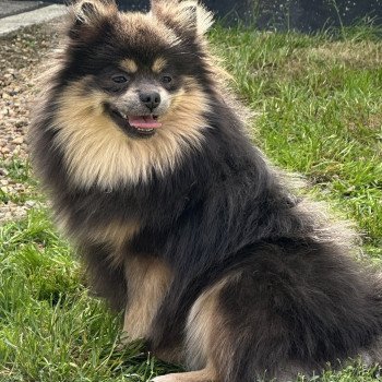TBELLE spitz allemand Femelle Spitz allemand