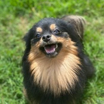 TOQUINE spitz allemand Femelle Spitz allemand