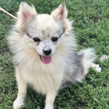 TORA spitz allemand Femelle Spitz allemand