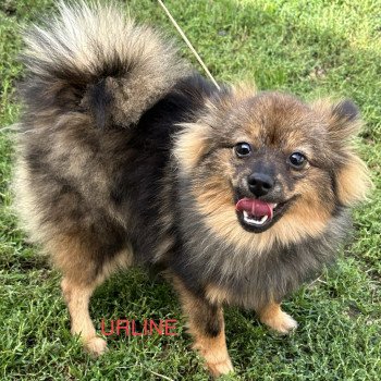 URLINE spitz allemand Femelle Spitz allemand