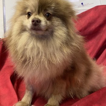 USKA Spitz Femelle Spitz allemand