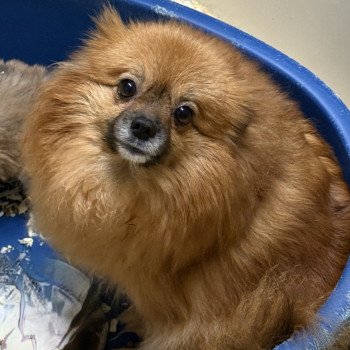 UZETTE spitz allemand Femelle Spitz allemand