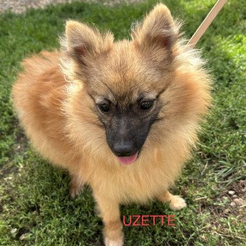 UZETTE spitz allemand Femelle Spitz allemand